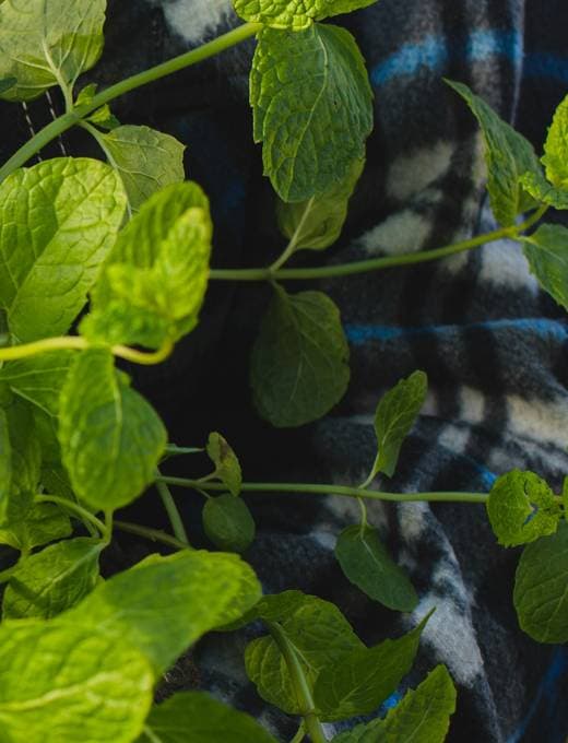 Fresh herb leaves