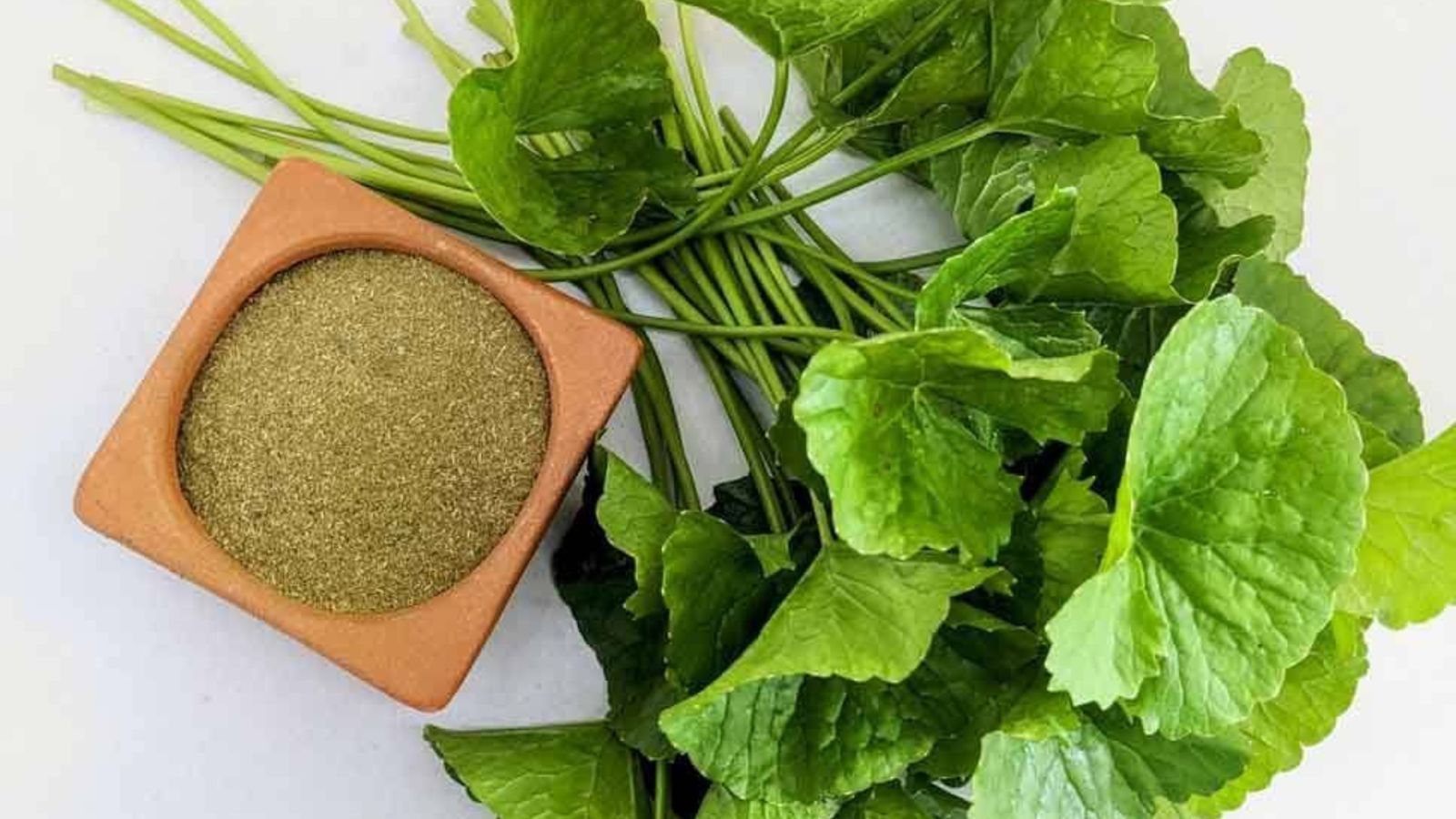 Gotu Kola Supplier in India